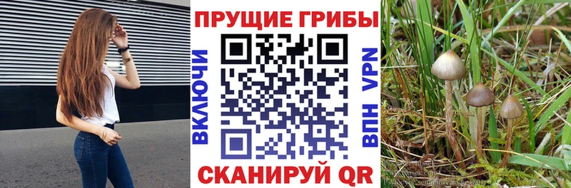 где найти   Канск  Псилоцибиновые грибы прущие грибы 