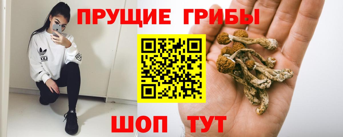 Галлюциногенные грибы Psilocybe Канск